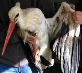 Cicogna Ferita salvata dalle guardie ecologie